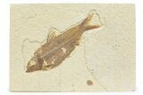 Detailed Fossil Fish (Knightia) - Wyoming #373671-1